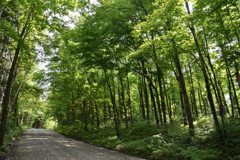 Une route de campagne en été