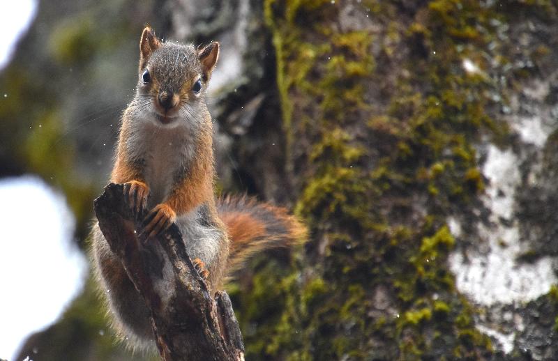 Un écureuil roux à l'automne