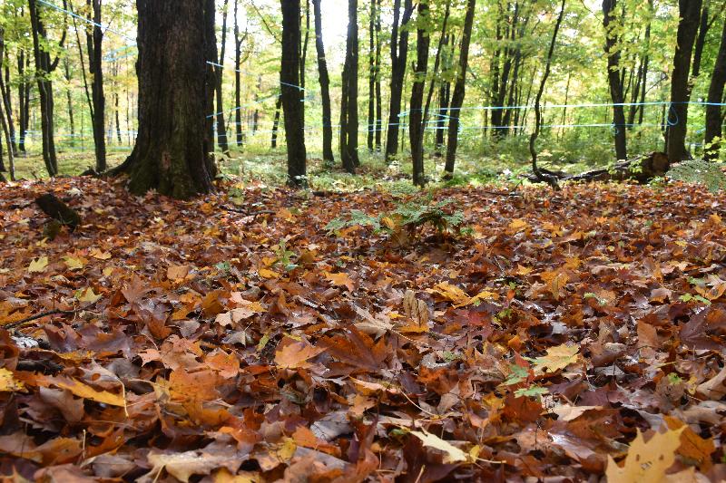 Une érablière à l'automne