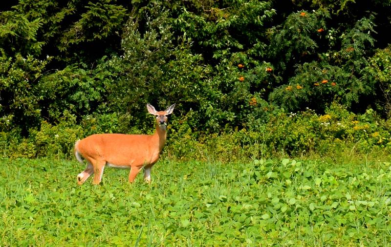 Un jeune chevreuil au printemps