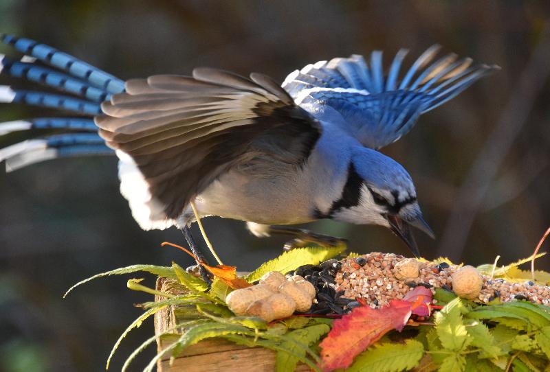 Un geai bleu à l'automne