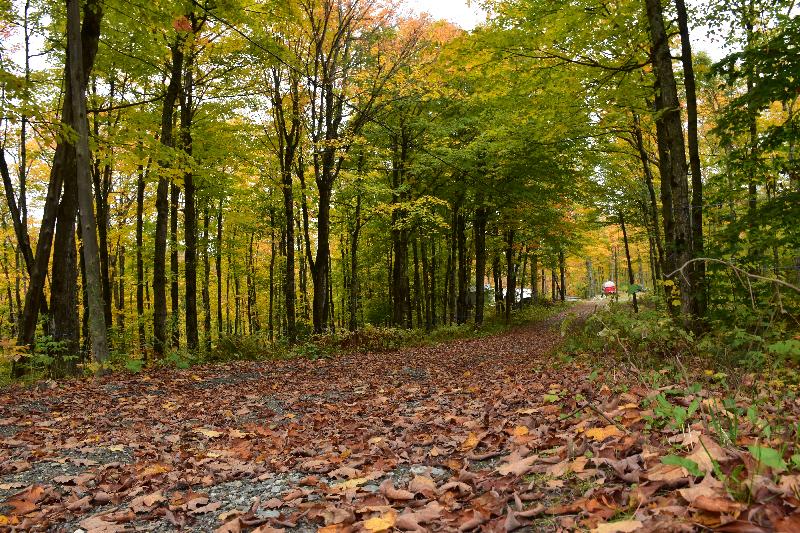 Un sentier en forêt à l'automne