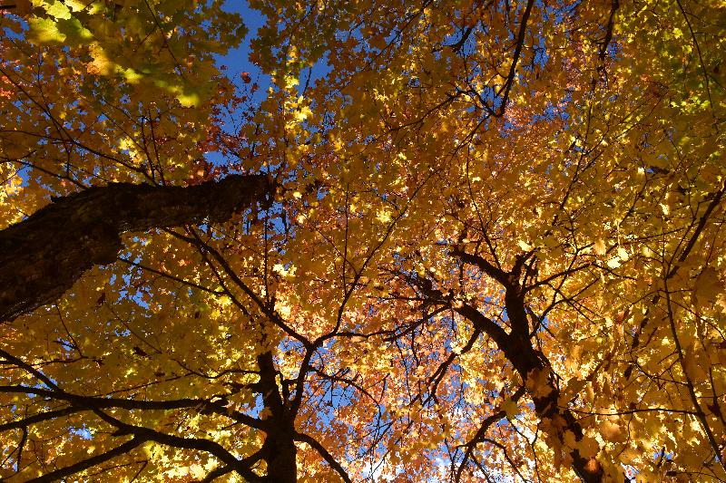 Une érablière à l'automne