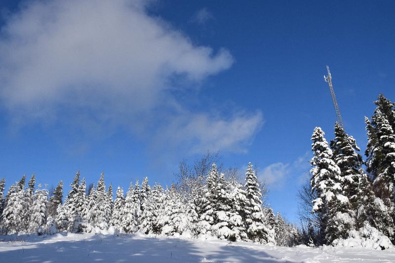 La forêt après la tempête