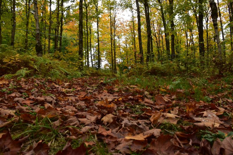 Une érablière à l'automne