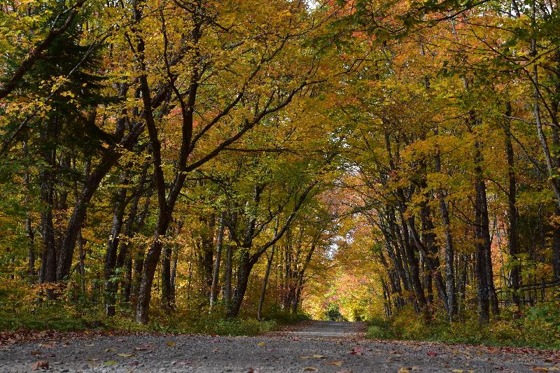 Une route de campagne à l'automne