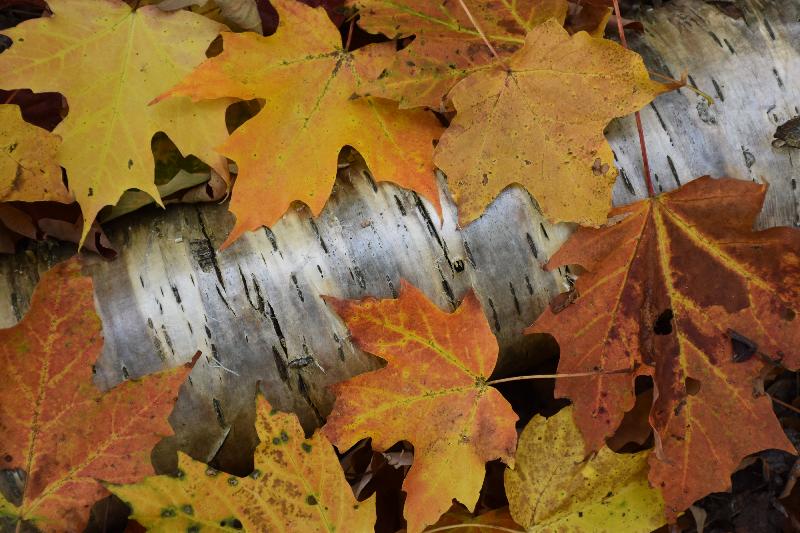 Feuillage d'automne en forêt