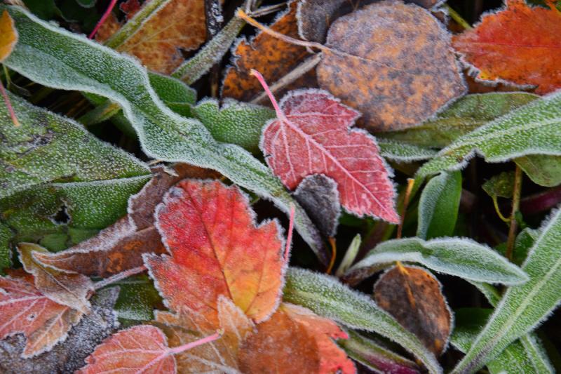 Le premier givre au jardin