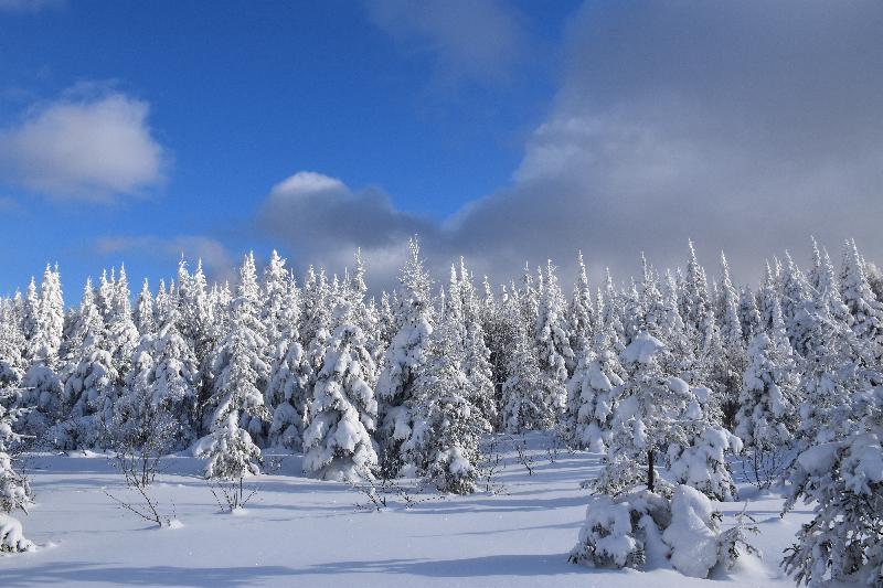 Une forêt givrée après la tempête