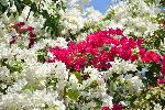 Un bougainvillier en fleur