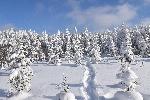 Des traces de raquettes en forêt