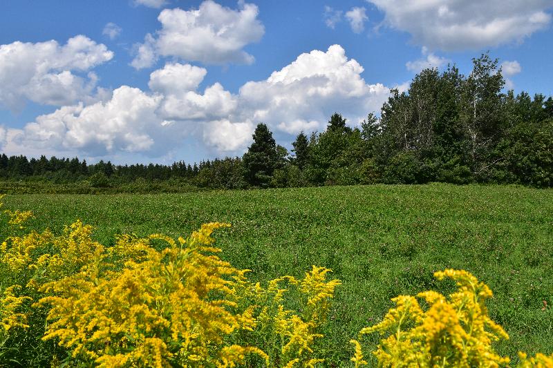 Un champ de fleurs sauvages en été
