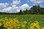 Un champ de fleurs sauvages en été