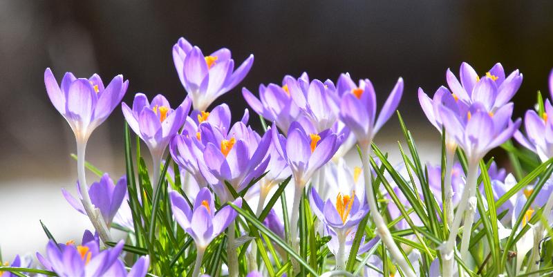 Les premiers crocus au jardin