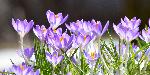 Les premiers crocus au jardin