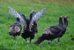 Des dindons sauvages à l'automne