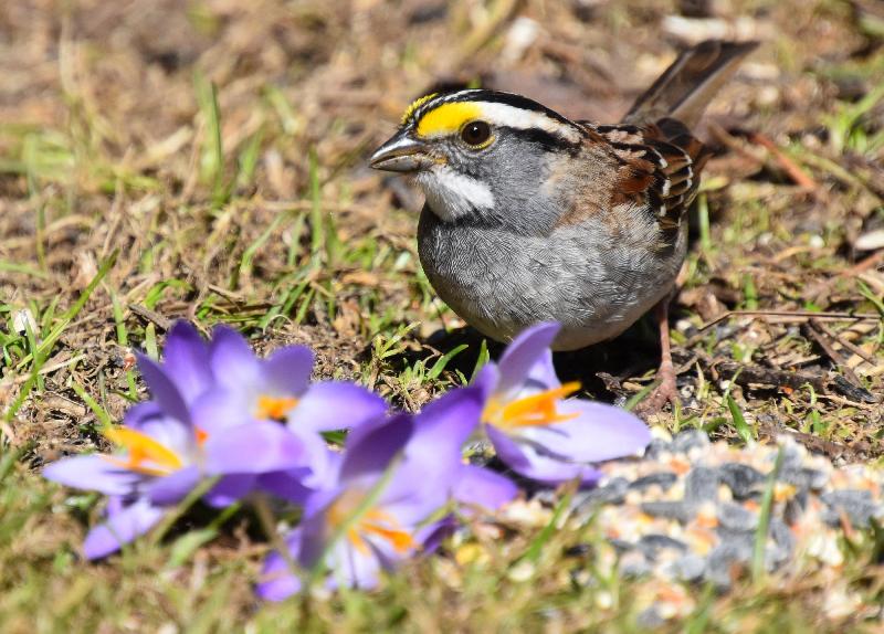 Un bruant à gorge blanche au jardin