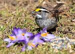 Un bruant à gorge blanche au jardin