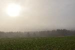Un brouillard un matin de printemps