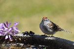 Un bruant familier au jardin