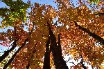 Une érablière à l'automne