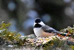 Une mésange au jardin