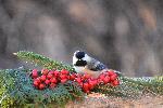 Une mésange à la mangeoire du jardin