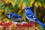 Des geais bleu au jardin à l'automne