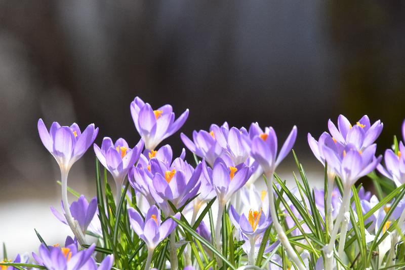 Les premiers crocus au jardin
