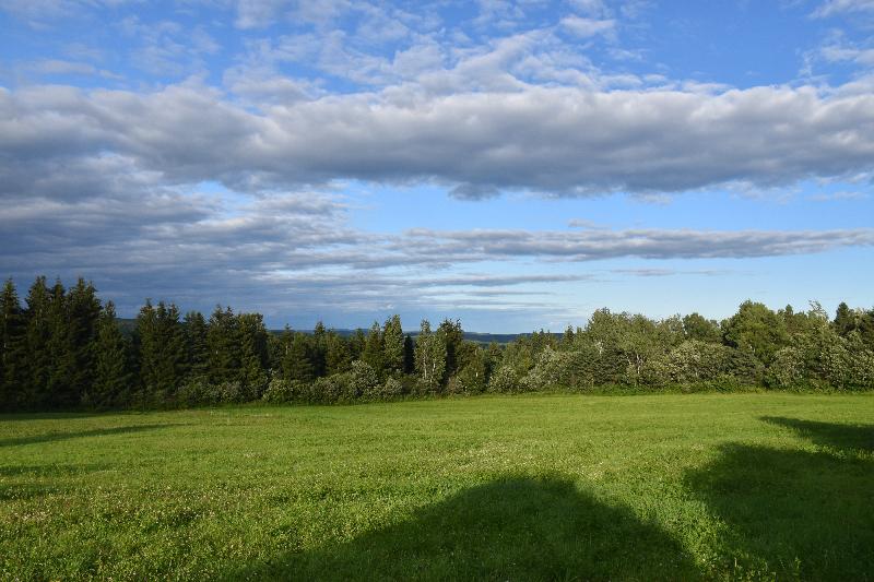 Un champ de trèfle un soir d'été