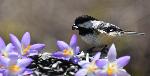 Une mésange au jardin au printemps