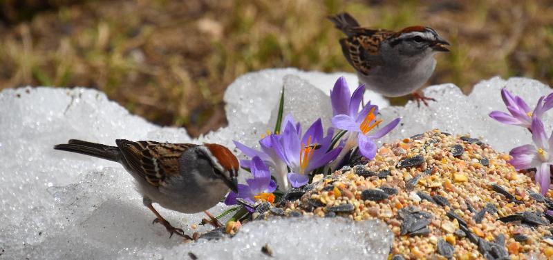Des oiseaux au jardin au printemps