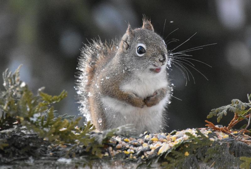 Un écureuil roux en hiver