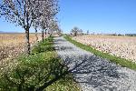 Un sentier au printemps