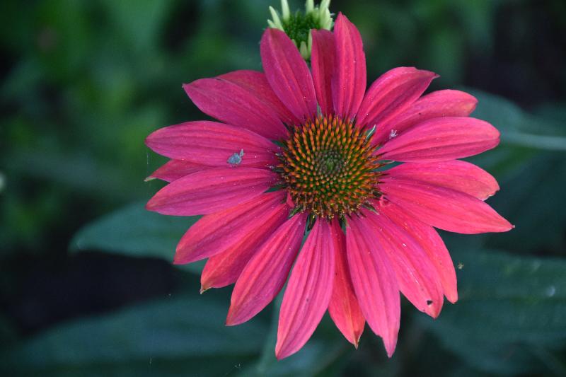 Une fleur au jardin