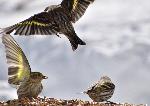 Des oiseaux à la mangeoire 