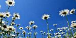 Un champ de marguerites sous un ciel bleu