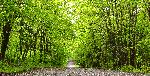 Une route de campagne en été