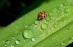 Une coccinelle au jardin