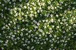 Des fleurs sauvages en forêt