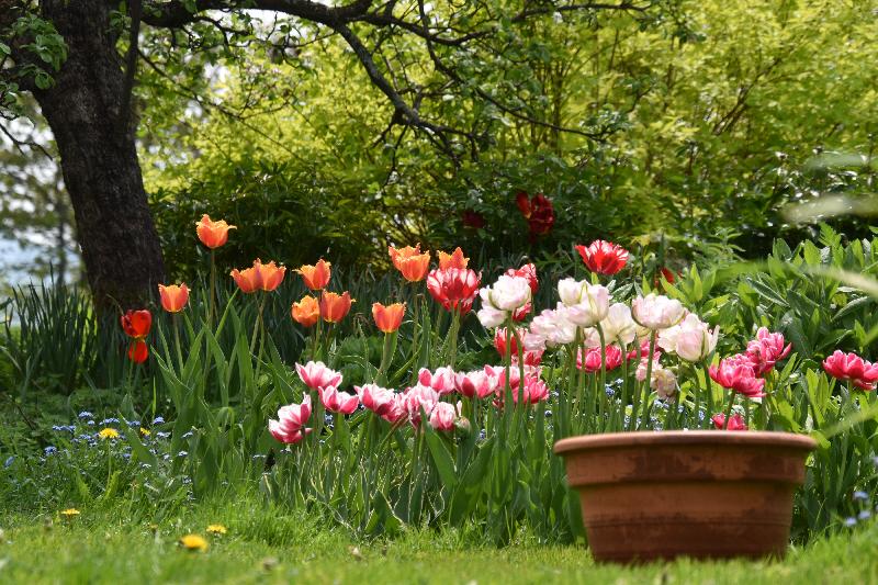 Des tulipes au jardin au printemps