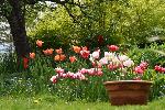Des tulipes au jardin au printemps