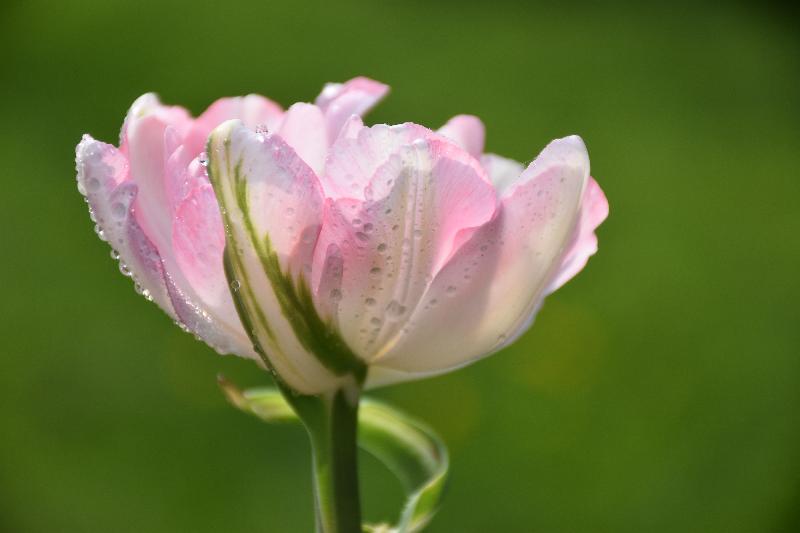Une tulipe au jardin