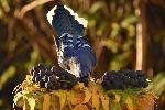 un geai bleu à la mangeoire