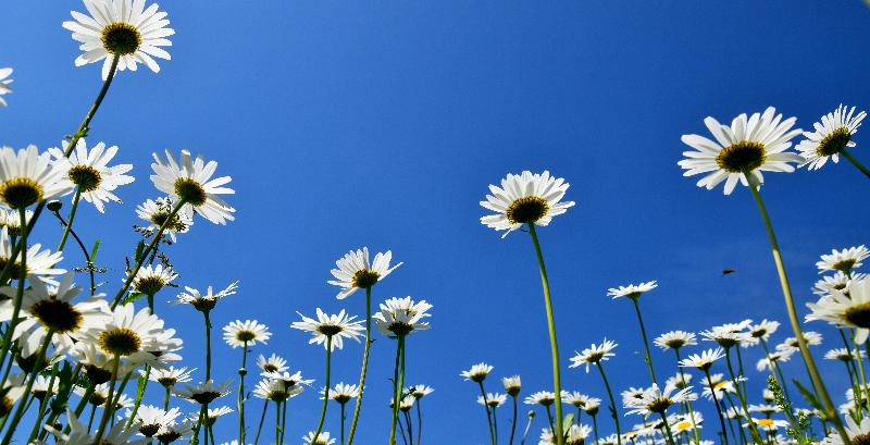 Un champ de marguerites en fleur sous un ciel bleu