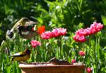 Des oiseaux au jardin au printemps