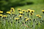 Des fleurs sauvages au jardin