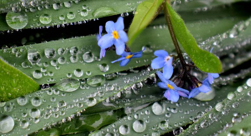 Le jardin après une pluie froide