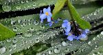 Le jardin après une pluie froide