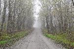 Une route de campagne au printemps